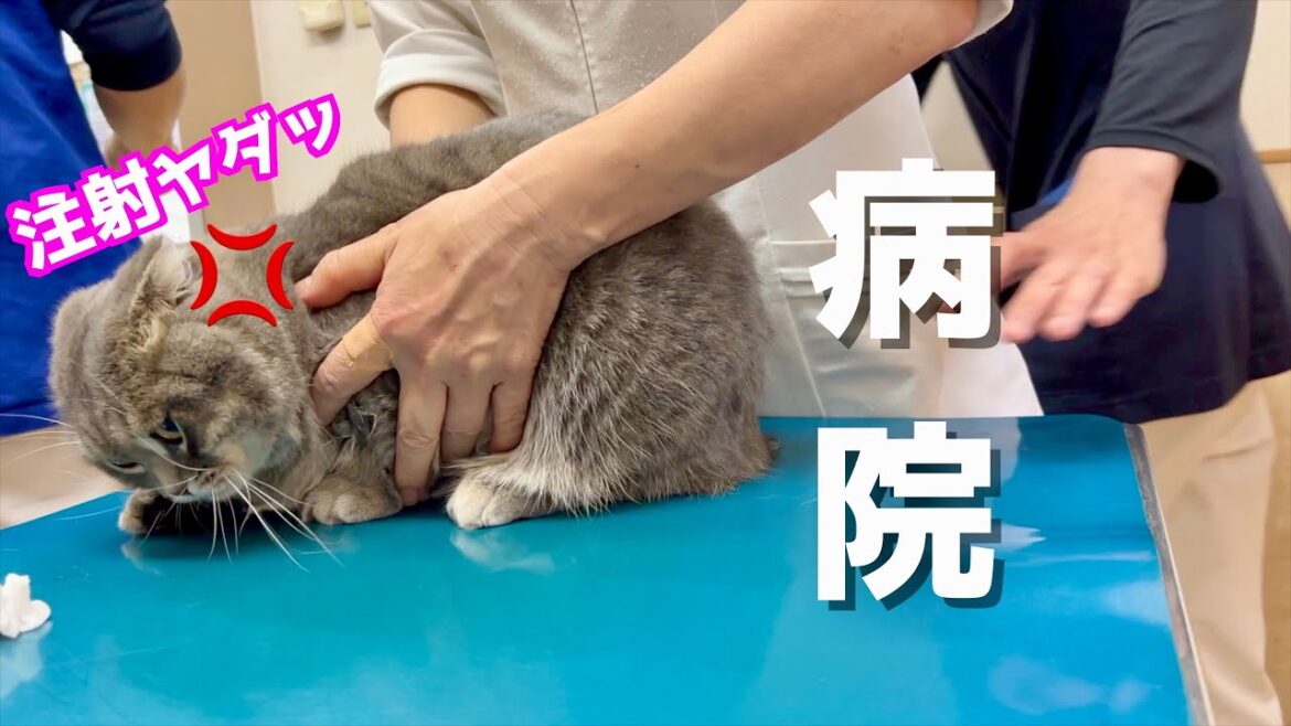病院で注射を打ってきました[マンチカンの銀時]