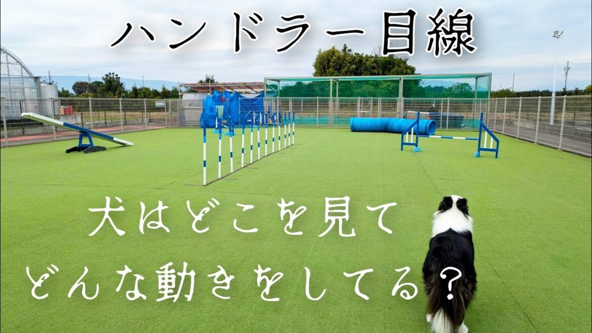 アジリティーハンドラー目線動画／ボーダーコリー犬
