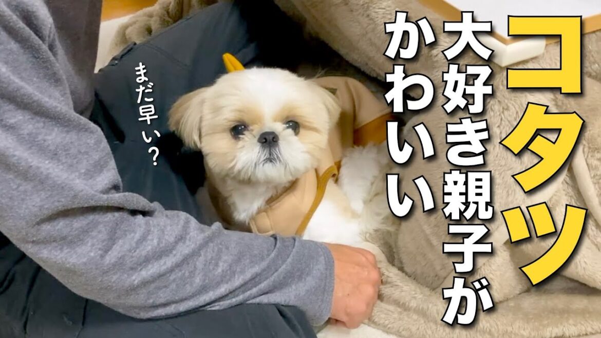 【シーズー】コタツ大好き親子が可愛い www（今日のオトンクッキングは、胃に優しい！長芋の豆腐のとろふわ焼き編）【357】