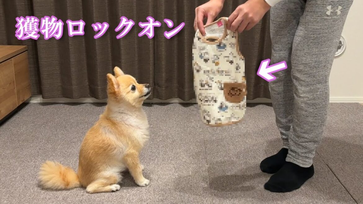 愛犬に新しい洋服をプレゼントしたら大変なことになりました… 愛犬に新しい洋服をプレゼントしたら大変なことになりました…