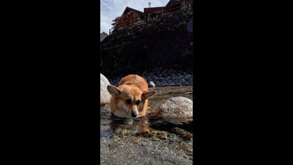 お腹がつかえた岩から脱出したコーギー / A Corgi escaped from a rock where it had gotten stuck #shorts