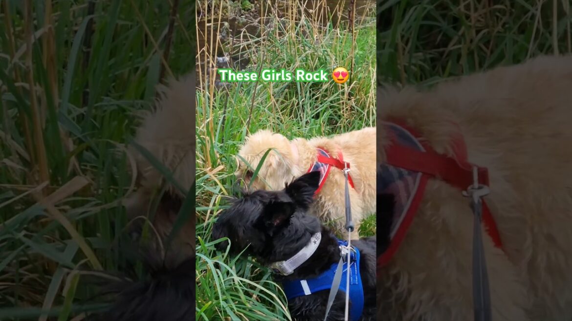 Terrier Girls are Rocking it 😍