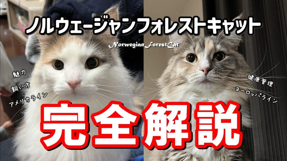 【ノルウェージャンフォレストキャット完全解説】3年一緒に暮らした飼い主の目線で語る 【ノルウェージャンフォレストキャット完全解説】3年一緒に暮らした飼い主の目線で語る