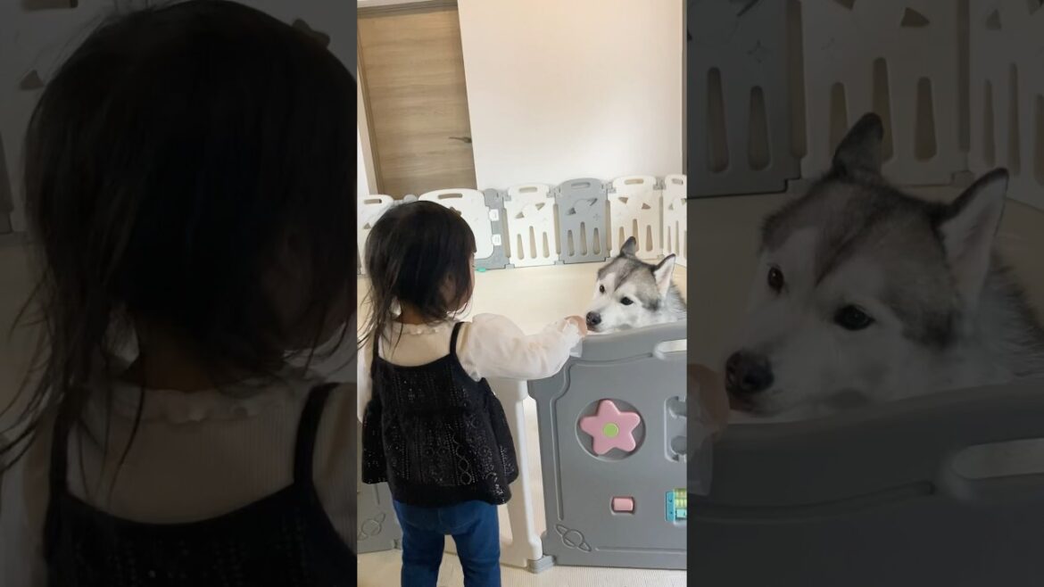 大好きなシベリアンハスキーに食後のガムをあげる2歳児 #shorts