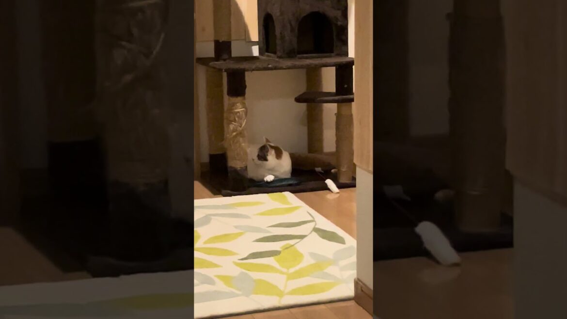 こっそり秋刀魚をひとりじめ#猫#三毛#ボブテイル