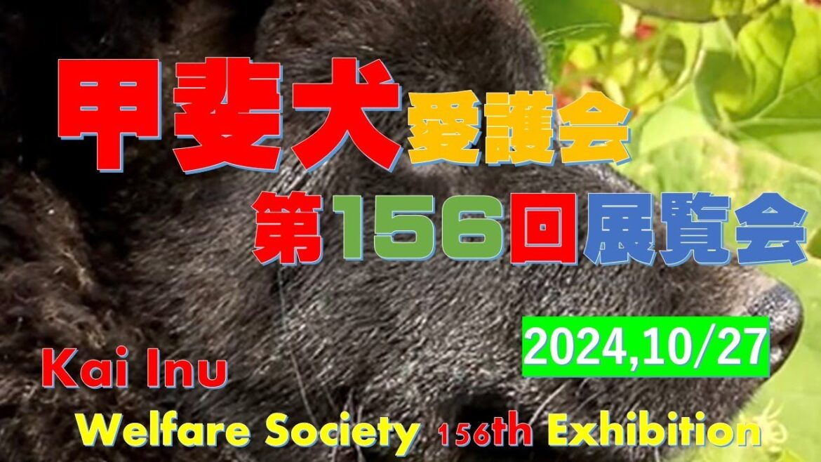 甲斐犬愛護会第156回展覧会（Kai Inu Welfare Society 156th Exhibition）【Samurai dog TV】