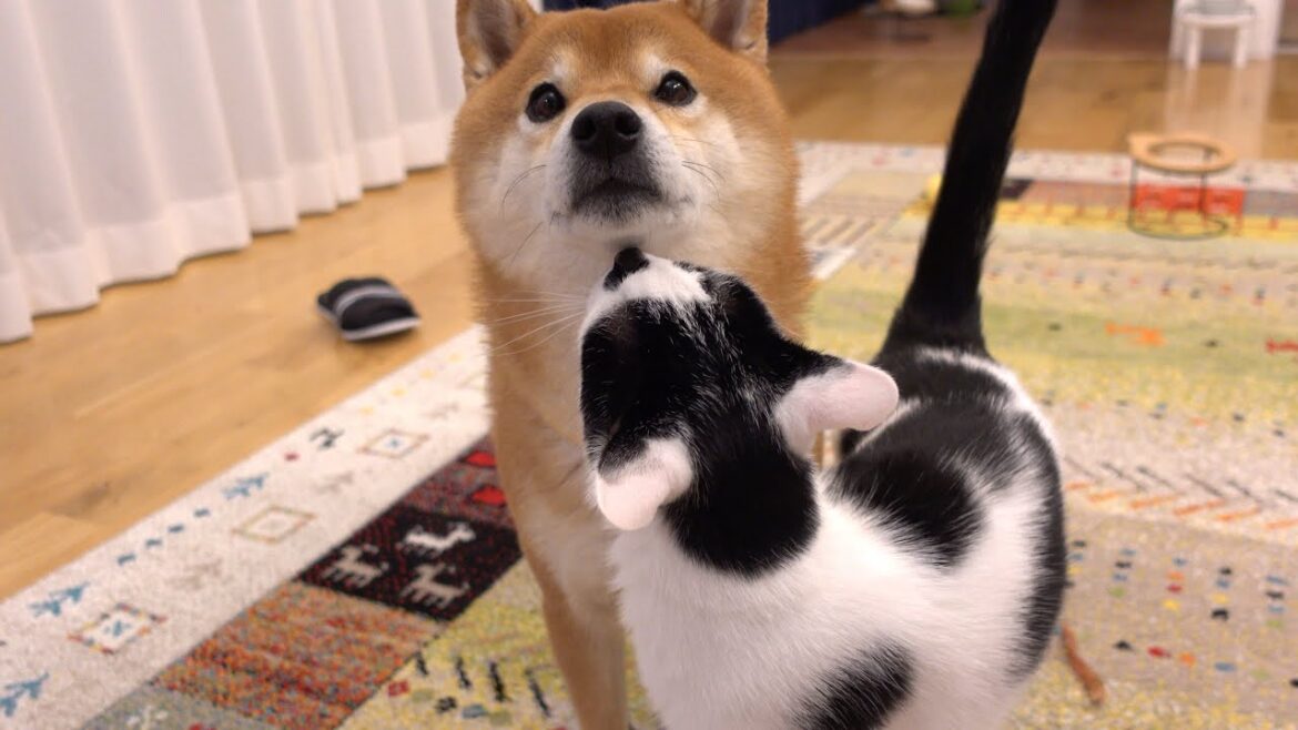 柴犬が大好きすぎる猫、半日ぶりに会うとこうなる。