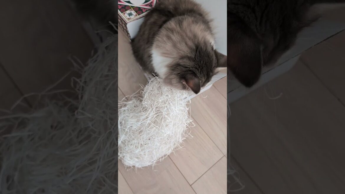 どんな箱でも猫は必ずこうする【ミヌエット＆ノルウェージャンフォレストキャット】＃Shorts