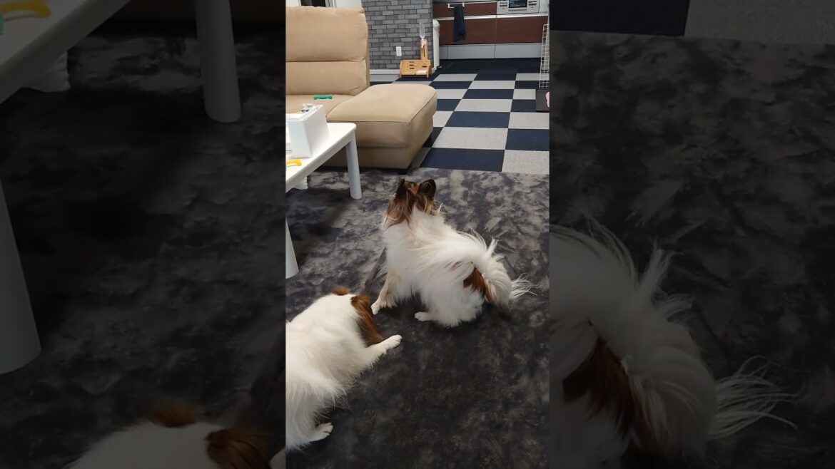 オラつくチビ犬と逃げる姉犬 #ワンプロ #犬のいる生活 #癒し