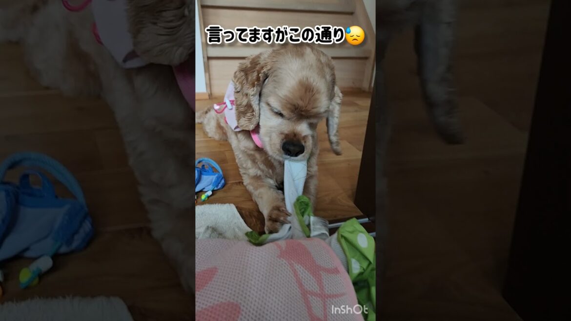 噛み噛み兄弟 #shorts #アメリカンコッカースパニエル #トイプードル