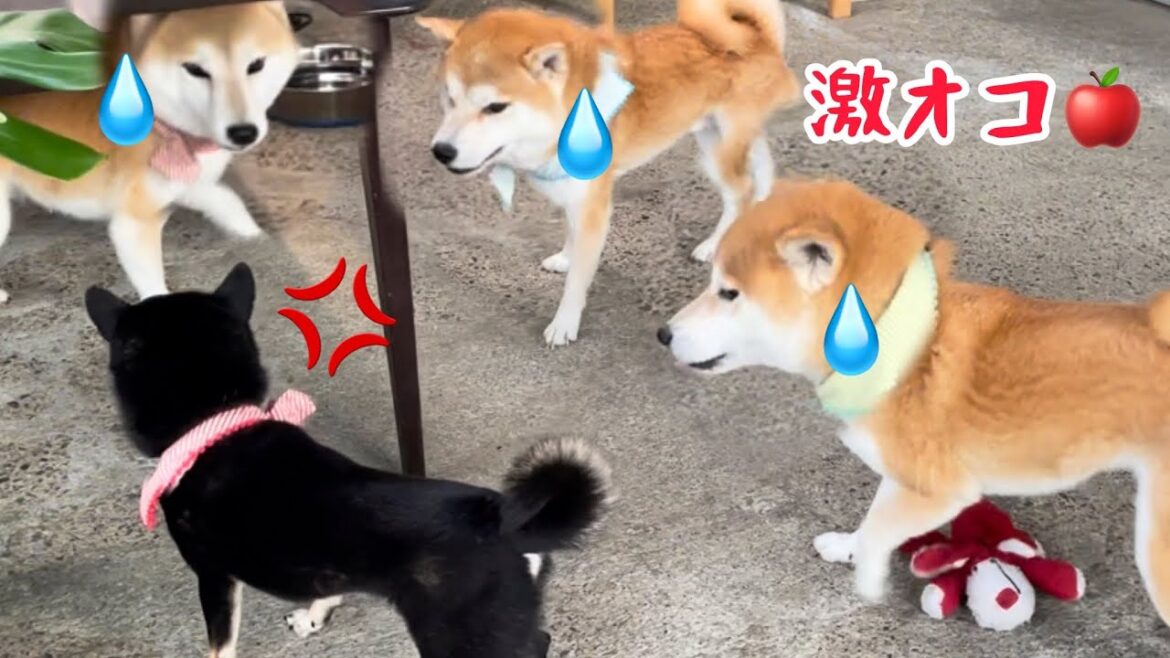 柴犬天然最強ママがとうとう小粒黒柴を怒らせてしまいこうなりました...(笑)