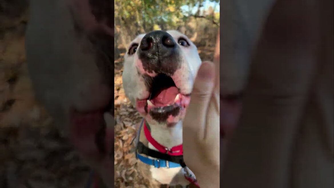 Milo