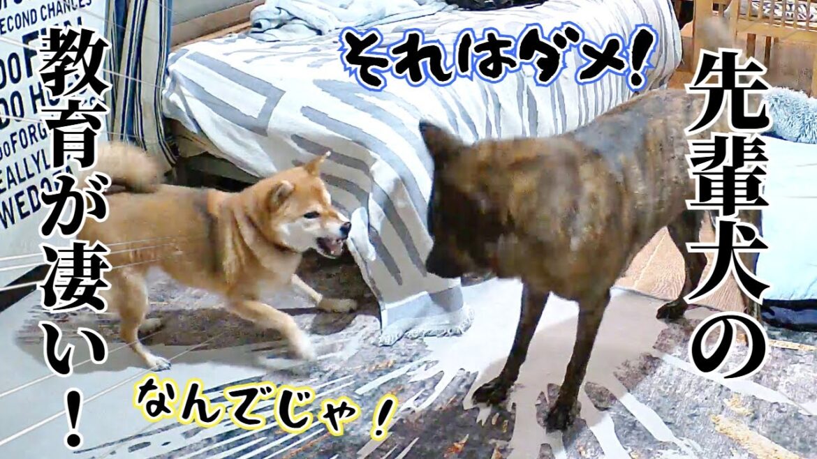 主が叱らずとも自己判断で後輩柴犬のイタズラを阻止する甲斐犬が賢すぎる!!【柴犬・甲斐犬】#甲斐犬 #柴犬 #vlog 主が叱らずとも自己判断で後輩柴犬のイタズラを阻止する甲斐犬が賢すぎる!!【柴犬・甲斐犬】#甲斐犬 #柴犬 #vlog