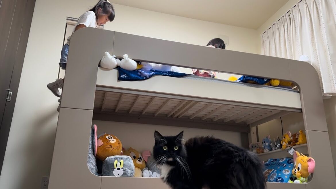 妹に子供部屋を紹介するお姉ちゃんについて来た猫　ラガマフィンA cat that came along to introduce the children's room. Ragamuffin