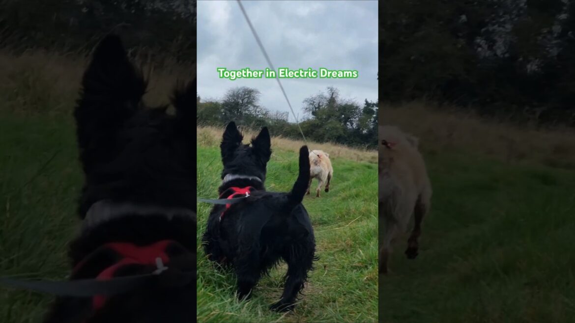 Together on Electric Dreams with the Terriers ๐ Together on Electric Dreams with the Terriers ๐