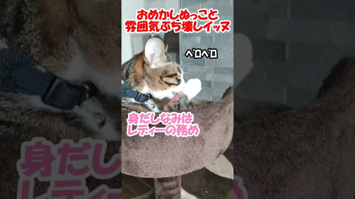 おめかしぬっこと雰囲気ぶち壊しイッヌ【保護猫】【コーイケルホンディエ】