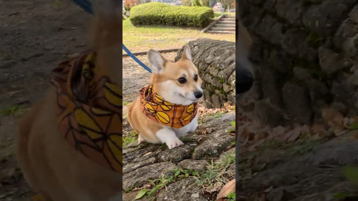 遊び心で歩くコーギー / A Corgi with a playful spirit #shorts