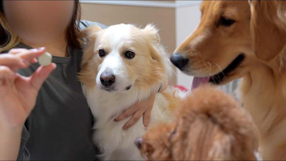 お薬が嫌すぎて隙あらば逃走しようとする犬...【ボーダーコリー・ゴールデンレトリバー】