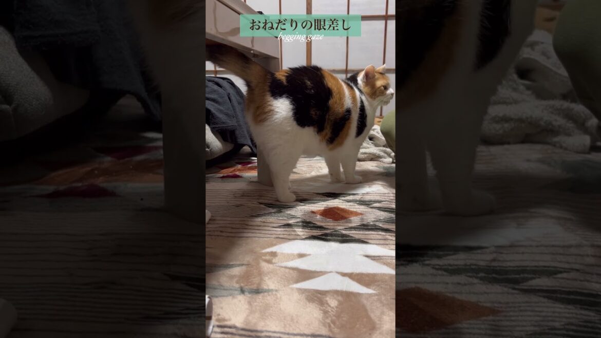 【三毛猫】おやつを期待しているミケ