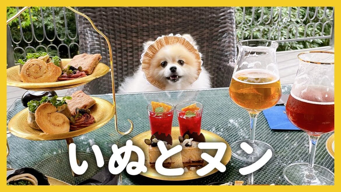 【帰ってきました！】犬とアフタヌーンティー行ってきたよ