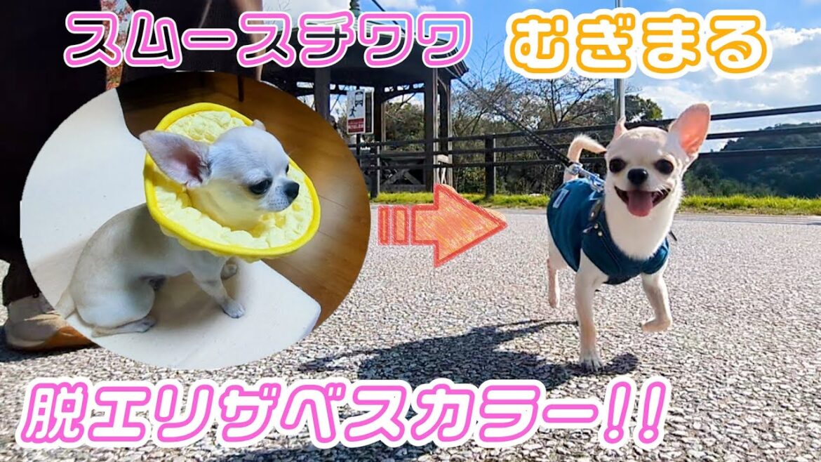 【スムースコート チワワ】２週間ぶりのお散歩へ行って来ました！（#10）