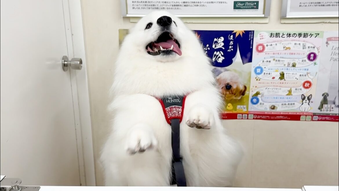 2時間ぶりにお迎えに行くと耳がなくなるほど大喜びでお出迎えしてくれた犬がかわいすぎました！