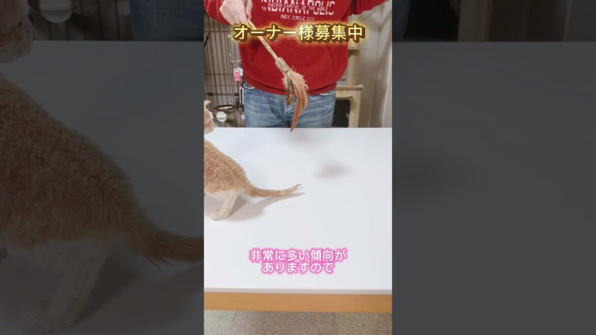 セルカークレックス（2024/3/28生まれ）2【撮影日：2024/6/7】