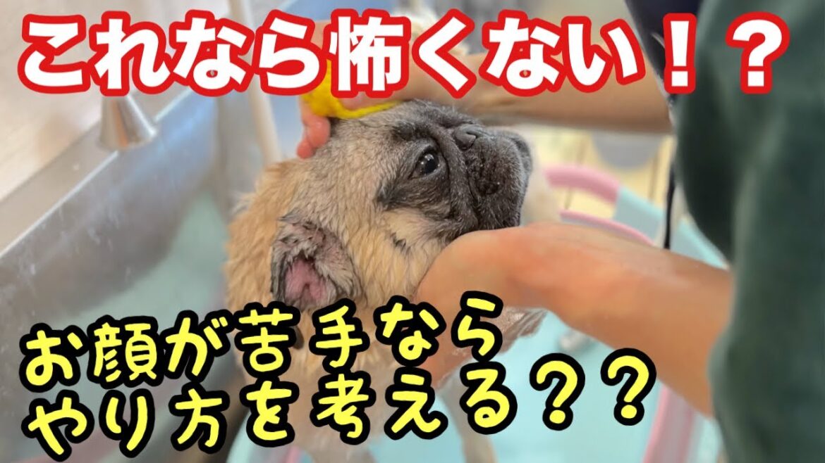お顔のお水を怖がるパグにできる事！（コブくん）