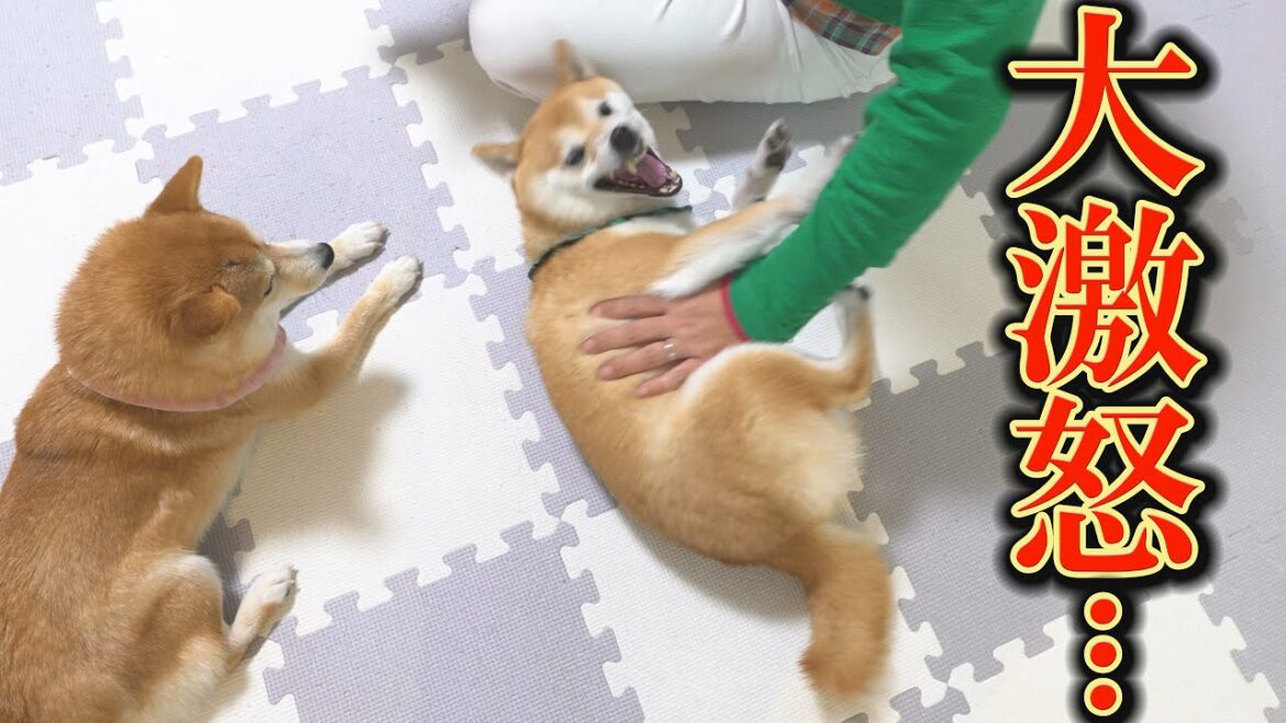 飼い主の撫で方が気に食わず、犬語で不満をまくしたてる柴犬・・・