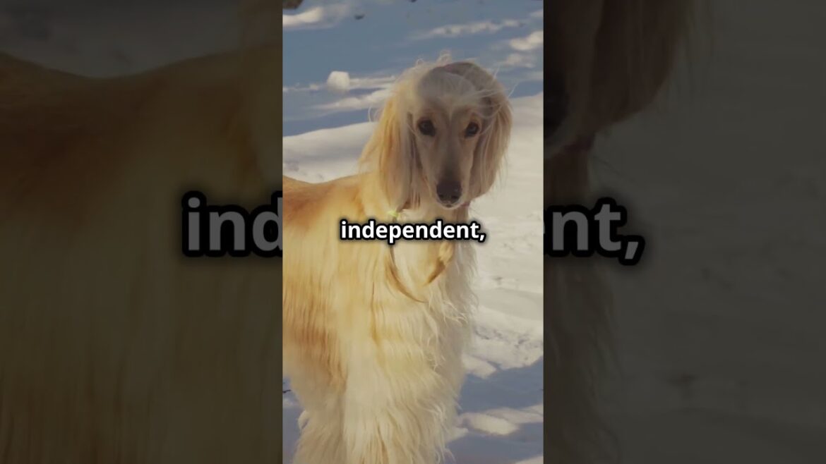 🐕 10 Mind-Blowing Facts About Afghan Hounds That Will Leave You Speechless! 😱✨ #HoundLegends #facts