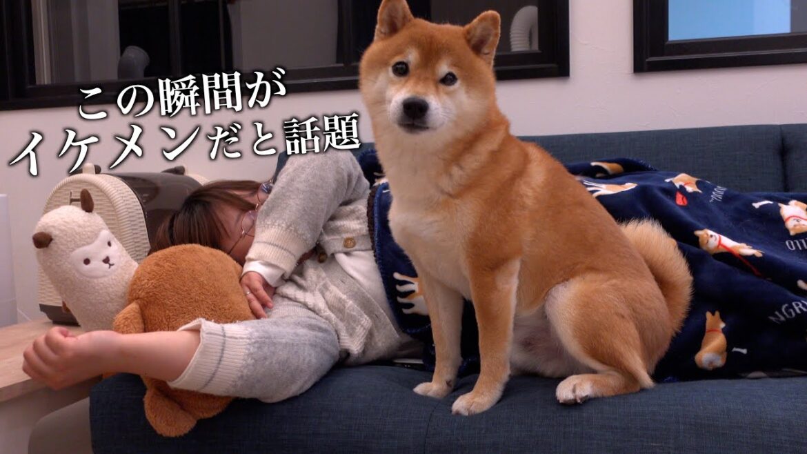 ママが腰を痛めた時、柴犬ハチの愛の深さに感動しました。。