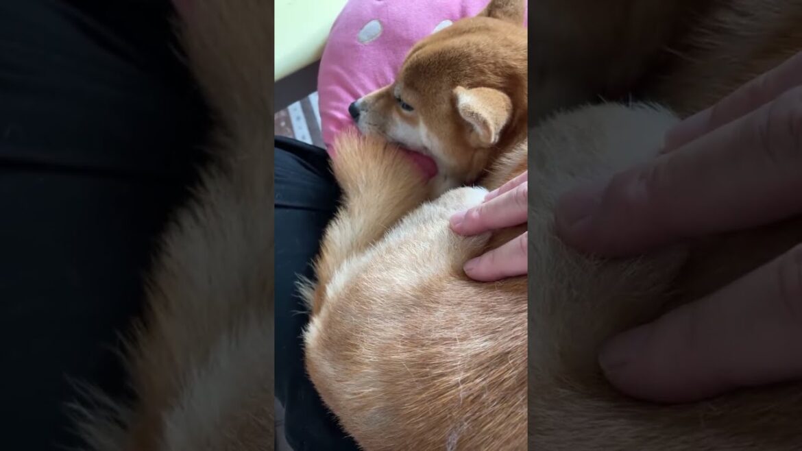 生配信でいきなり震えが止まりません柴犬小夏のKonachannel がライブ配信中！