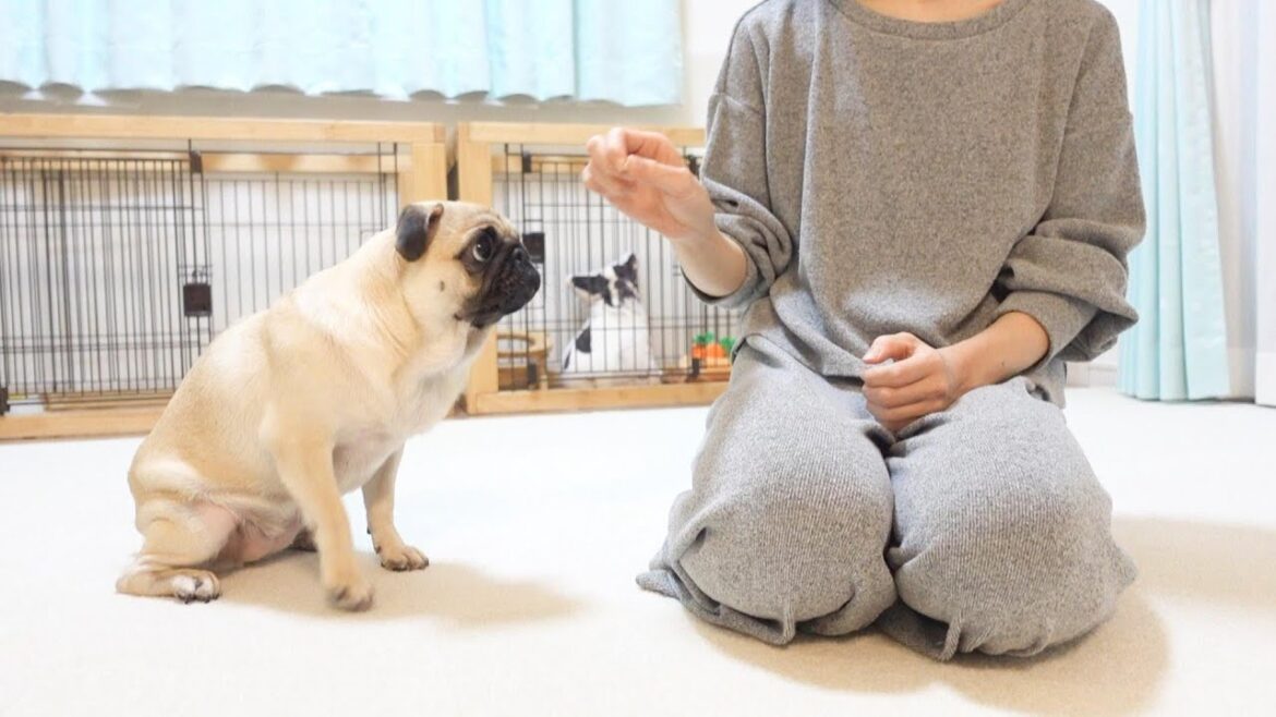 突然パグと二人暮らしをすることになりました。Suddenly I had to live alone with my pug.【パグ、pug】 突然パグと二人暮らしをすることになりました。Suddenly I had to live alone with my pug.【パグ、pug】