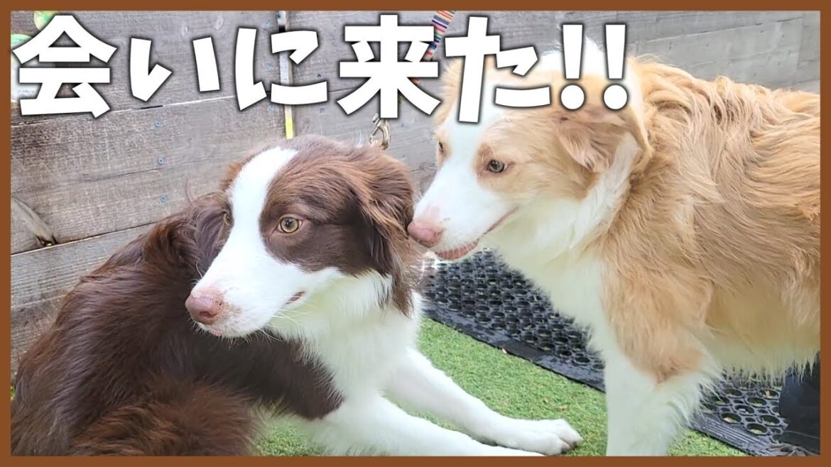 嬉しい来客がありました！【ボーダーコリー】