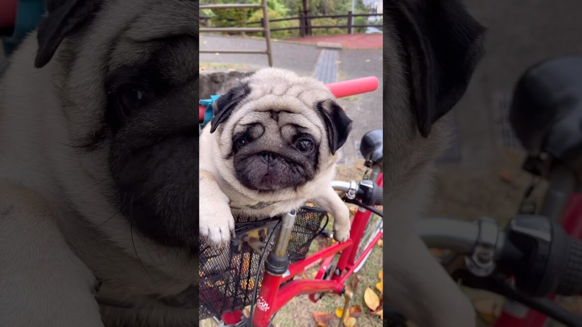 pugくーちゃんの日常　#癒しパグ#凄いパグ#pug