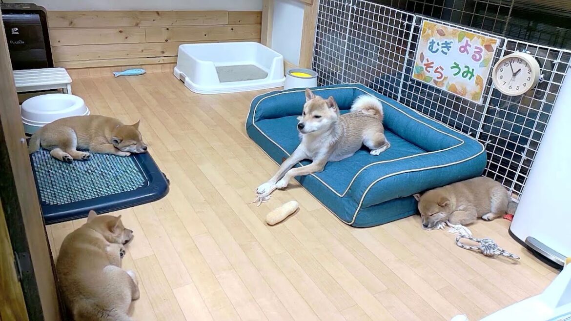 柴犬なつ!子育て生配信【生後60日】ワンプロしてても飼い主来たら忘れちゃう子犬たちが可愛い。 柴犬なつ!子育て生配信【生後60日】ワンプロしてても飼い主来たら忘れちゃう子犬たちが可愛い。