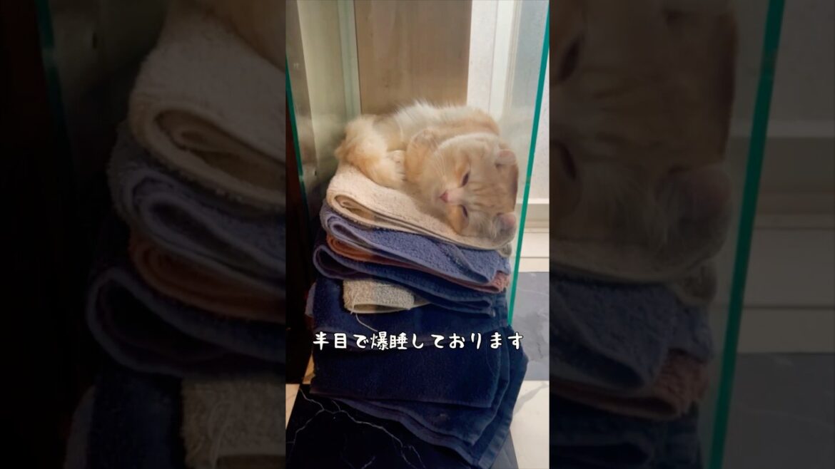 【キンカロー】半目で爆睡毛玉【マンチカール】