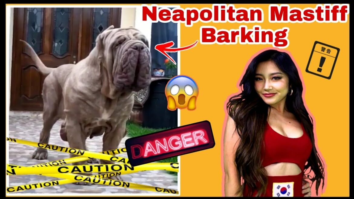 🔥 Aggressive 😈 Neapolitan Mastiff Female Roaring 🔥@PJExplained || #shorts