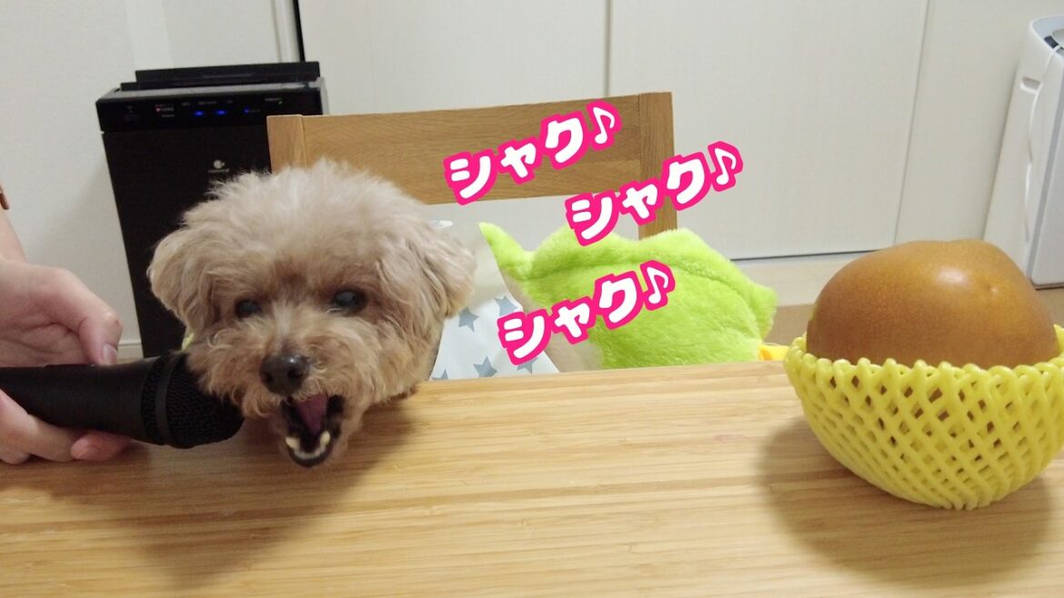 愛犬が大好きな梨を食べてる音をマイクで録ったら可愛すぎました♪【トイプードル】【ASMR】