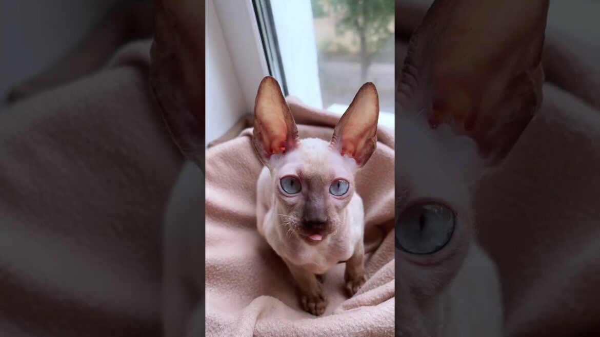 Handsome Cornish Rex With a Sweet Name Eskimo