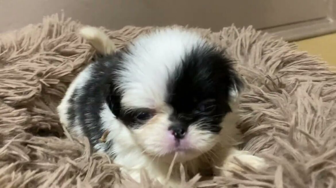 狆 (チン) 【狆専門犬舎】元気な女の子🐶✨