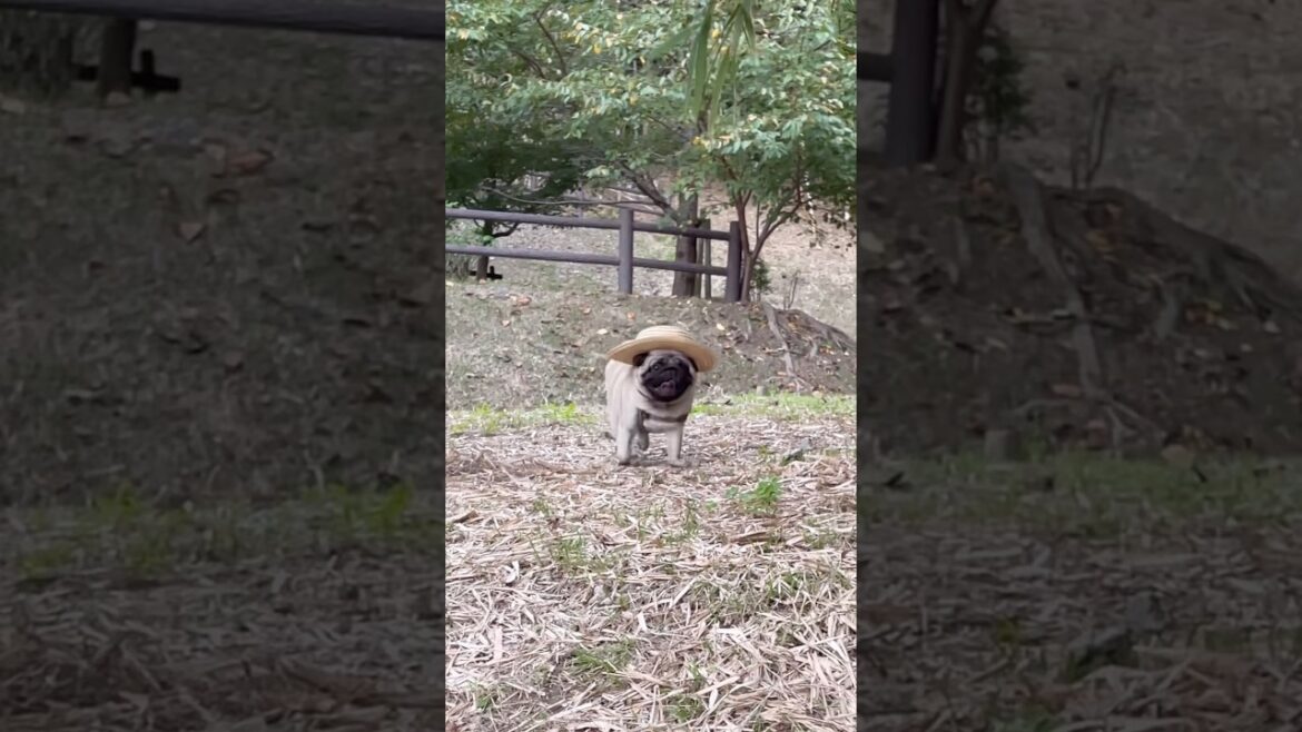 可愛いパグ　#面白いパグ#犬のいる暮らし #pug