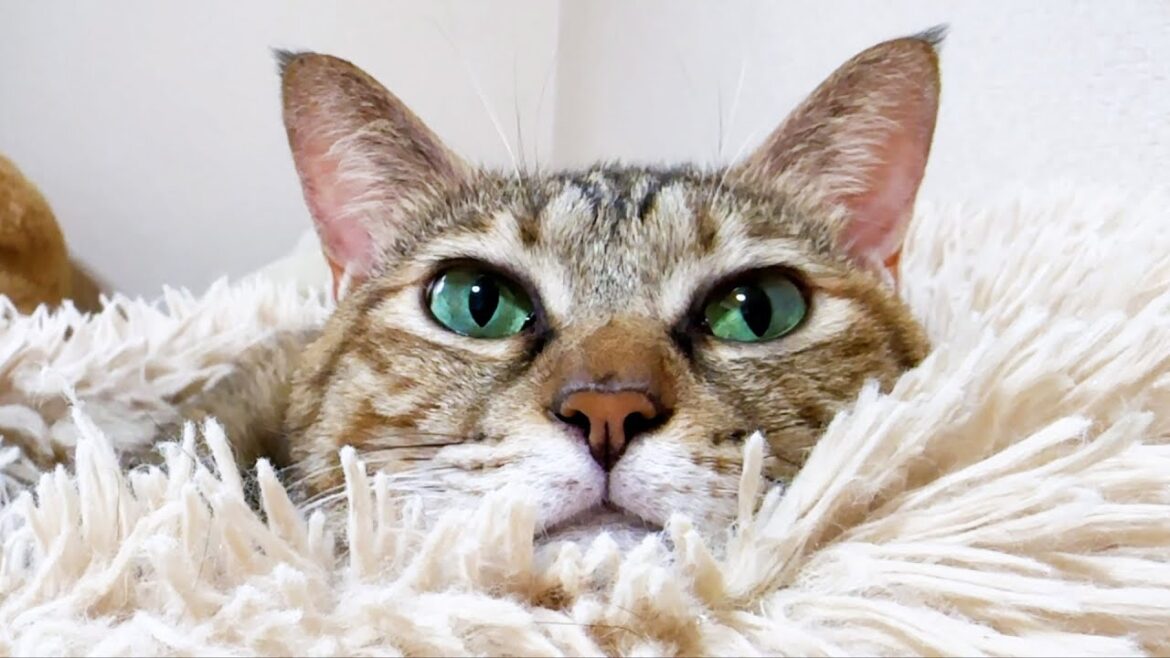 もふもふベッドを用意すると秒で現れる猫に癒されます