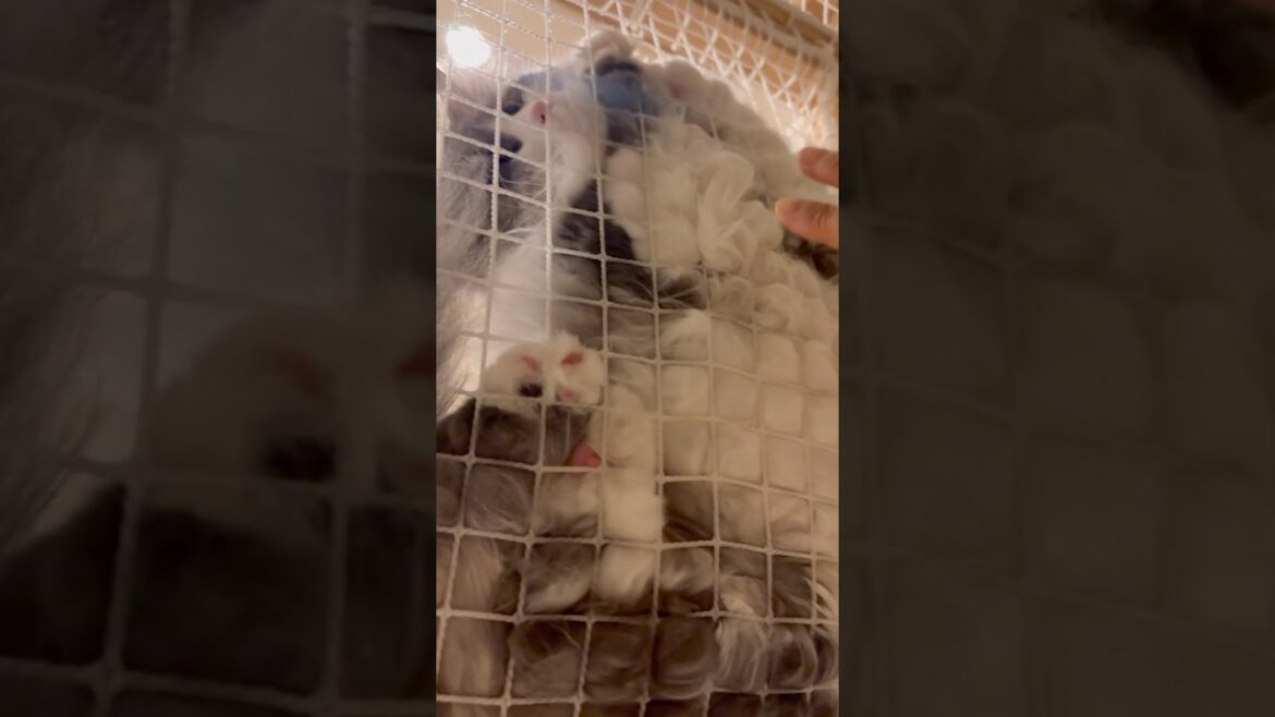 見たら触りたくなってしまう動画　もふもふサイベリアン猫