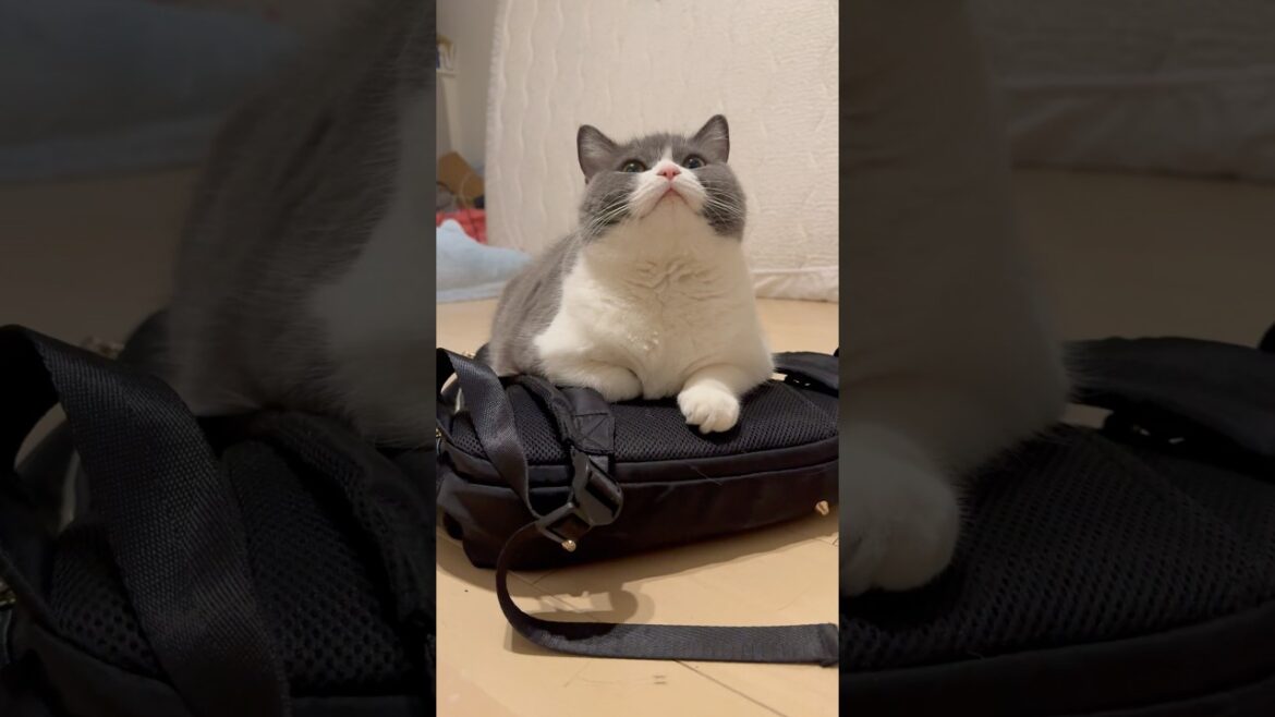 ただ名前呼ぶだけの愛のカタチ❤️ #猫 #ブリティッシュショートヘアー