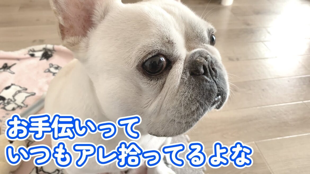 ぽーちゃんのアレを集めるお手伝い…ｗ【フレンチブルドッグ frenchbulldog】