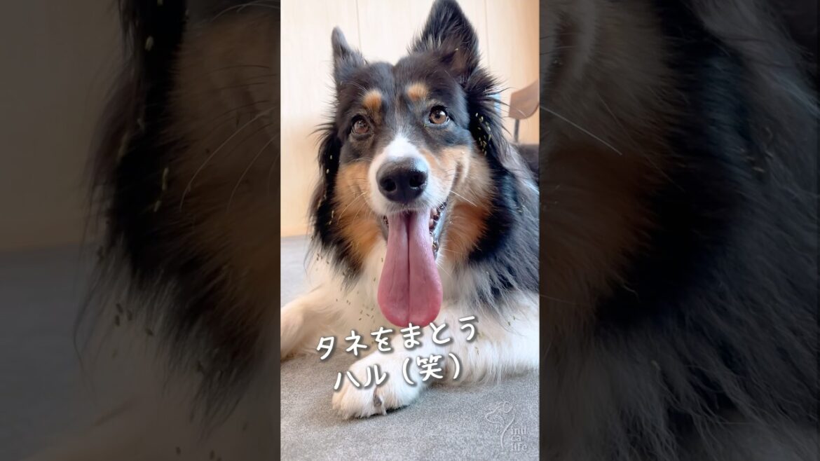 一緒に散歩に行ったのに種だらけになる妹犬 #オーストラリアンシェパード #ボーダーコリー