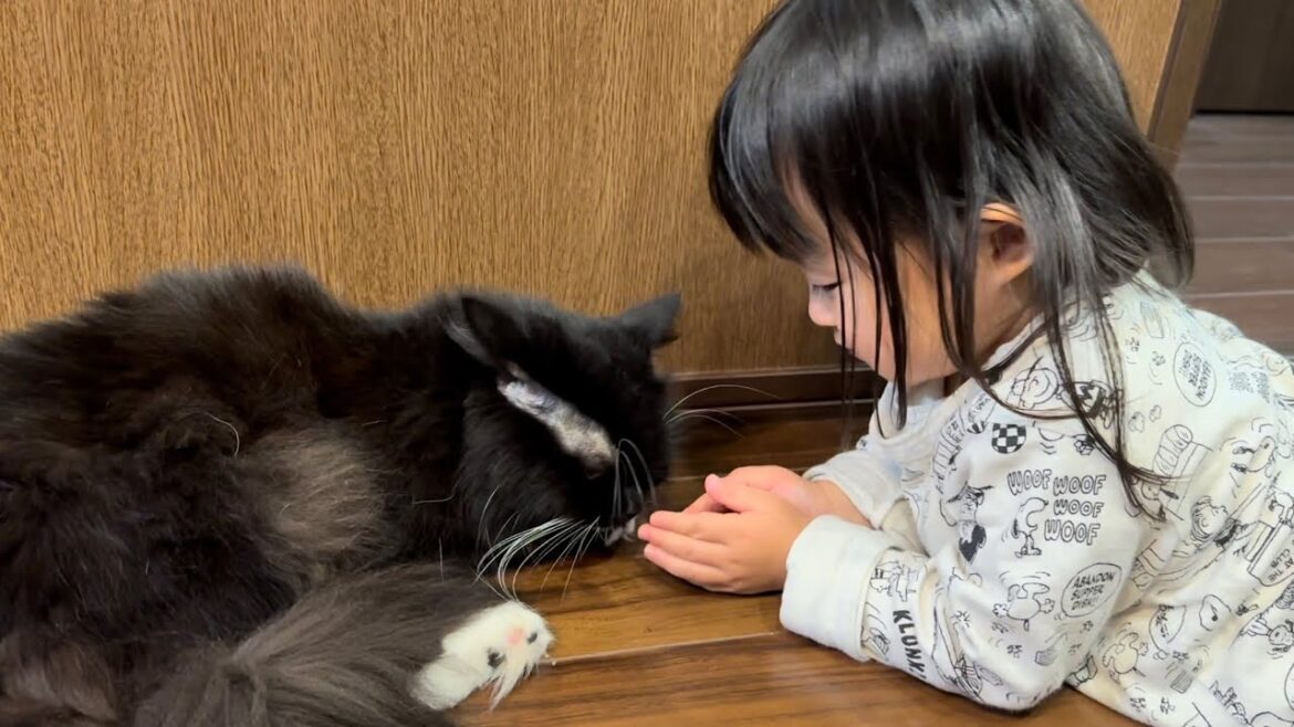猫語で会話が成立してそうな猫　ラガマフィンA cat that looks like it's having a conversation. Ragamuffin