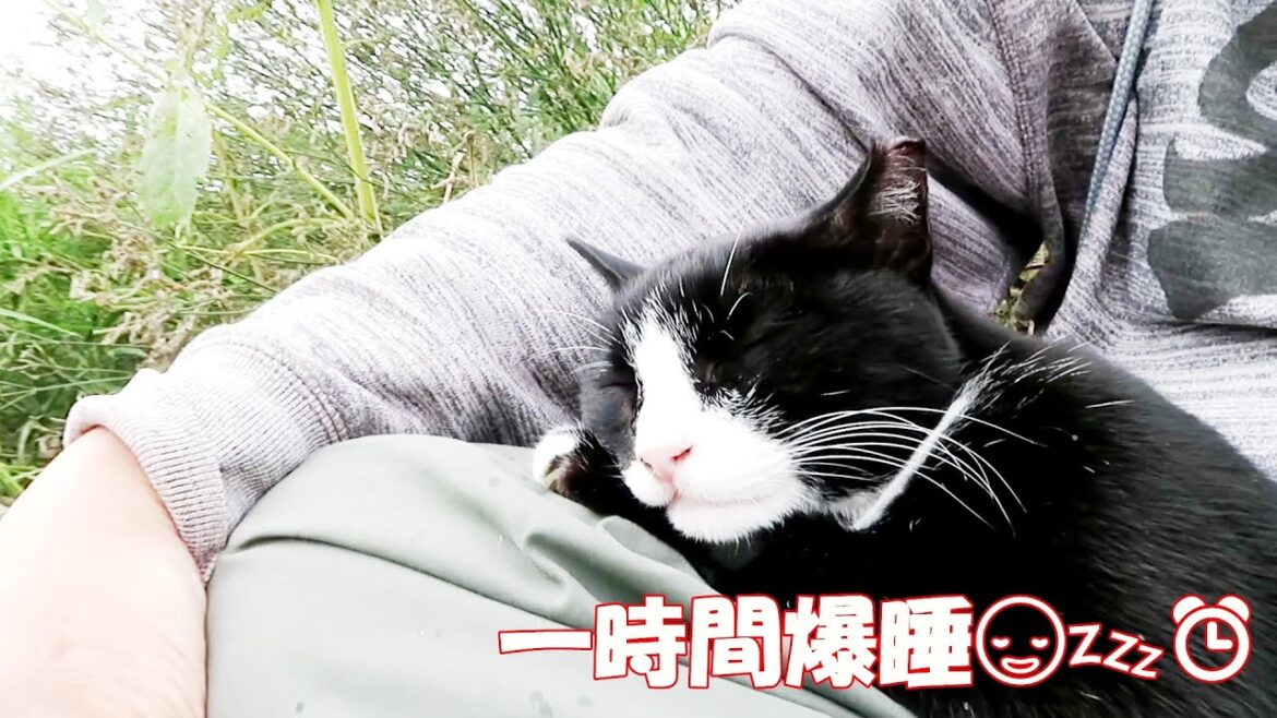 【ワレニャン】夏が終わった後の河原で猫が眠りにつく A cat falls asleep on the riverbank after summer has ended