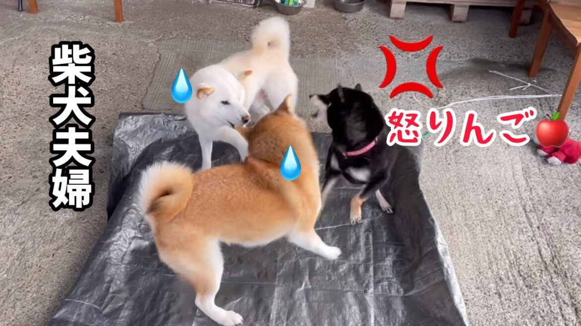 今度は柴犬夫婦におもちゃにされてオコな小粒黒柴が可愛いんですw